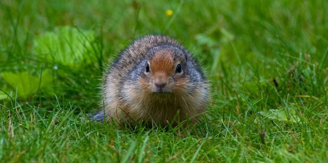Pest Control Companies Santa Barbara CA