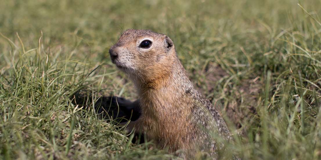 Pest Control Companies Santa Barbara CA