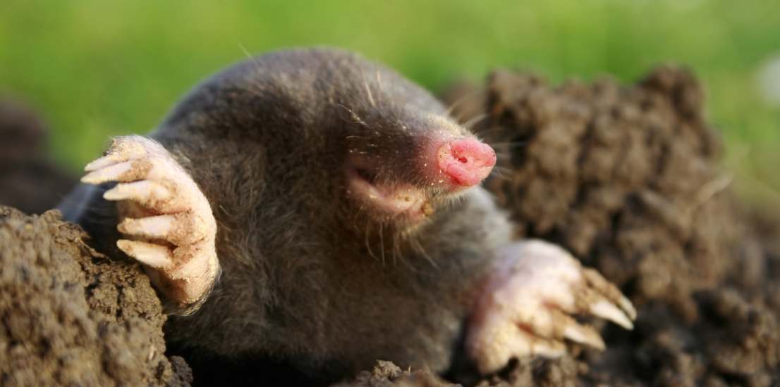 Pest Control Companies Santa Barbara CA