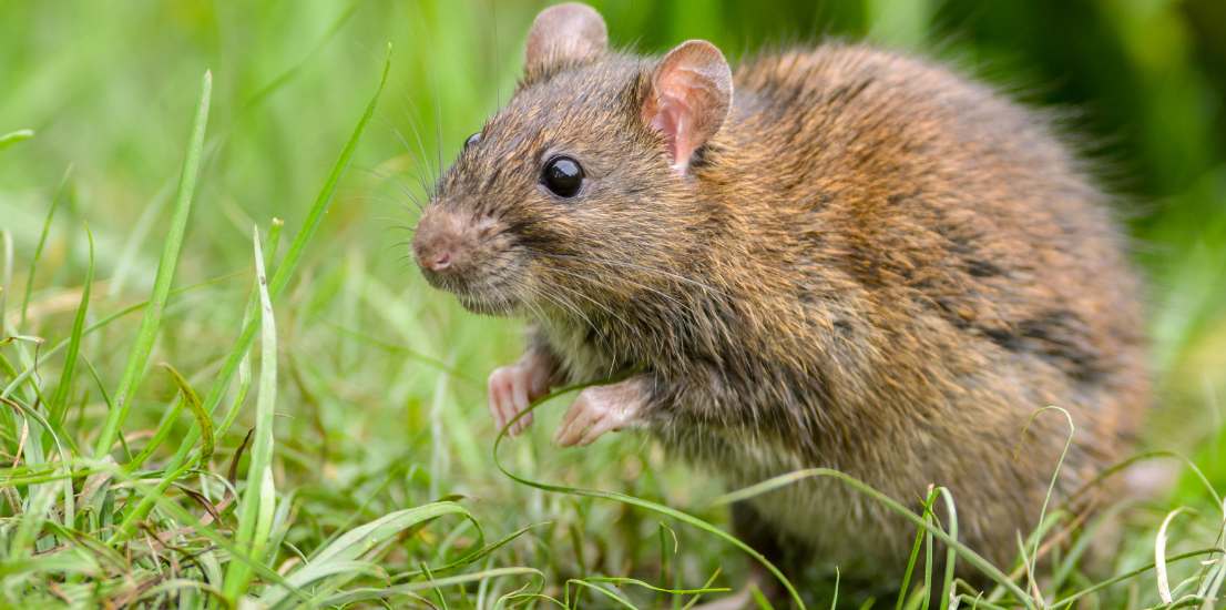 Pest Control Companies Santa Barbara CA