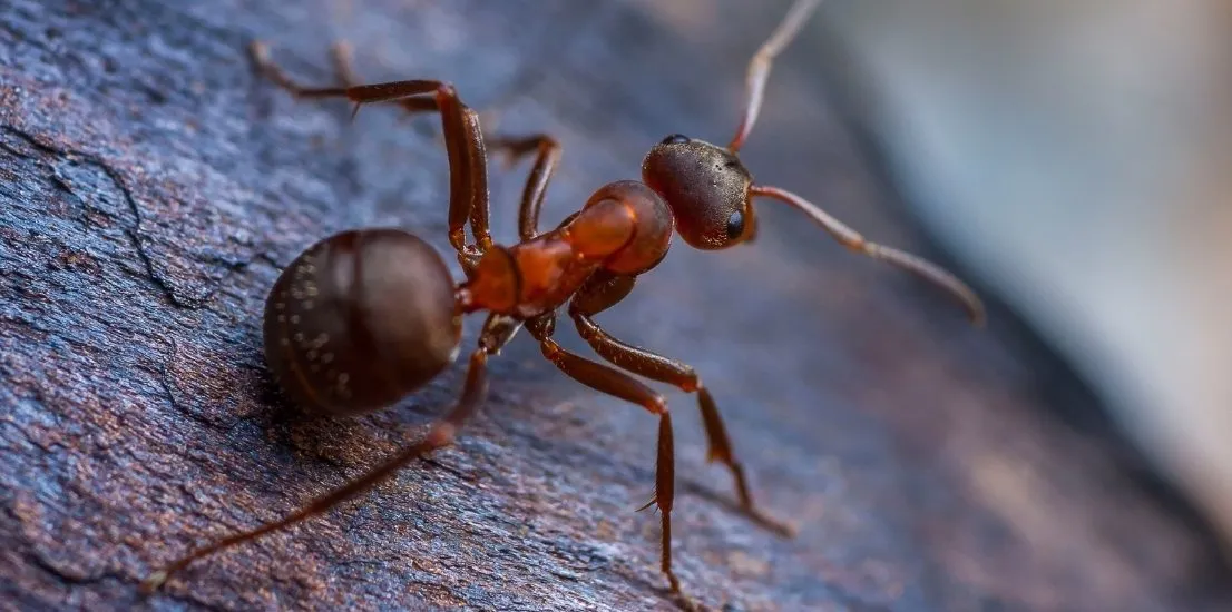 Pest Control in Simi Valley