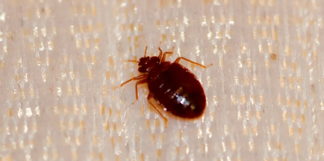 Pest Control Malibu