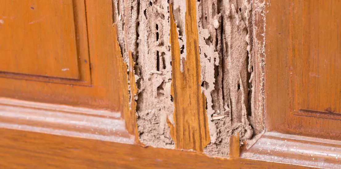 Termite Inspection Calabasas