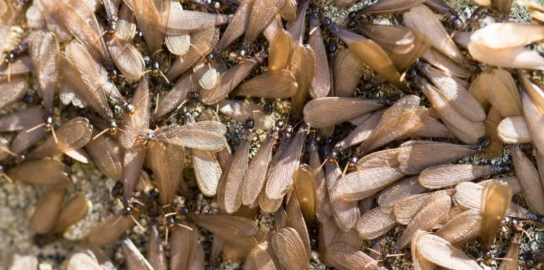 Termite Inspections in Encino