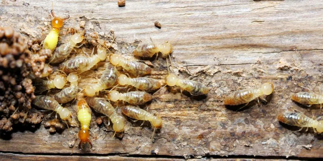 Termite Inspections Service
