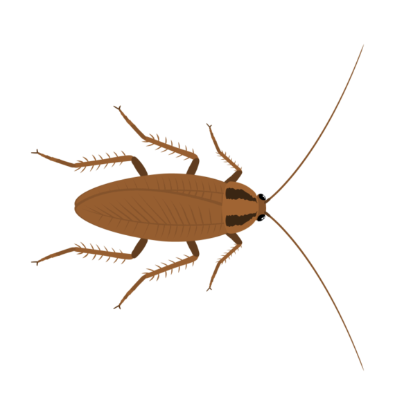 cockroach pest post image