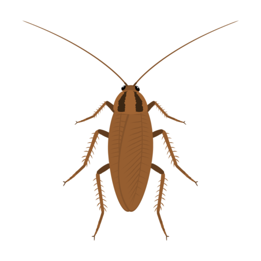 cockroach pest post image