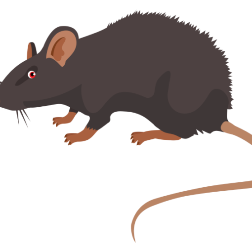 rodent pest post image