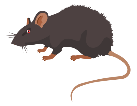 rodent pest post image